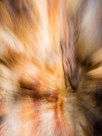 L 68540 Fraser Island Abstract Vegetation