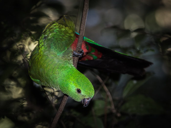 SE - F 09427 King Parrot