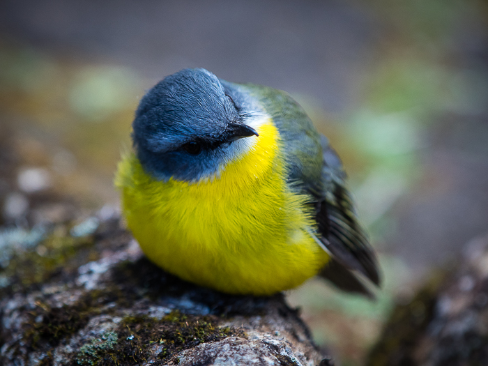 CA - F 09734 Yellow Robin