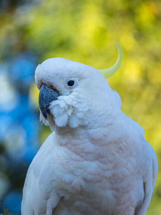 CA -F 15437 Cockatoo Grampian Mtns