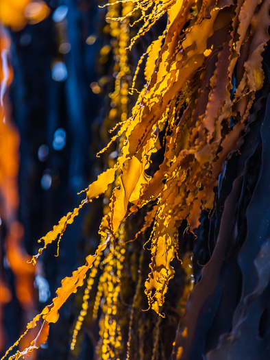 CA - M 08360 King Island Kelp