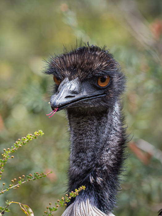 CA - F 15563 Emu Grampian Mtns