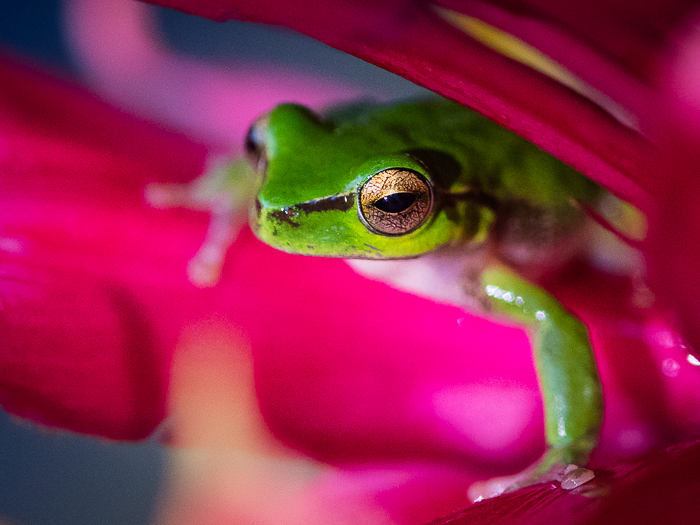 SE - F 09269 Green Tree Frog