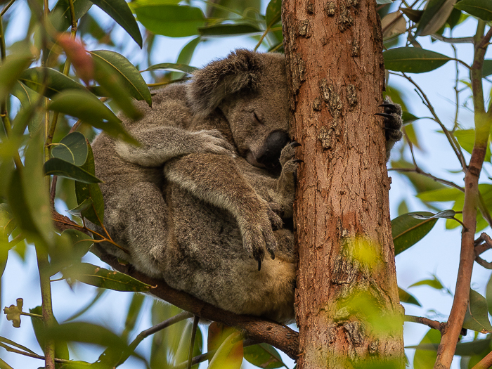 SE - F 07586 Koala Nth Stradbroke