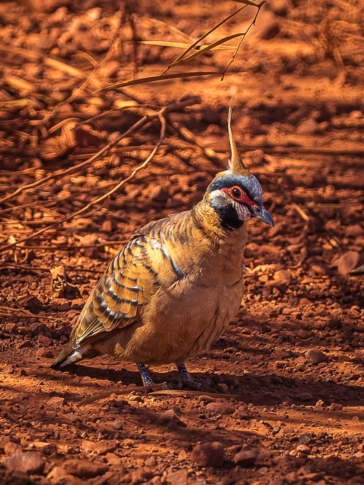 SE - F 13555 Spinifex Pidgeon Pilbara