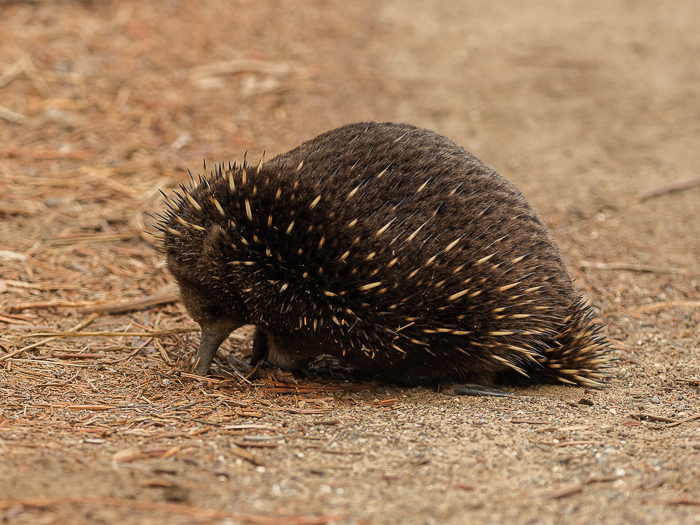 CA - F 07482 Echidna King Island