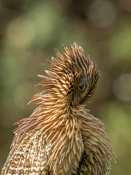 CA - F 14036 Pheasant coucal Yamba