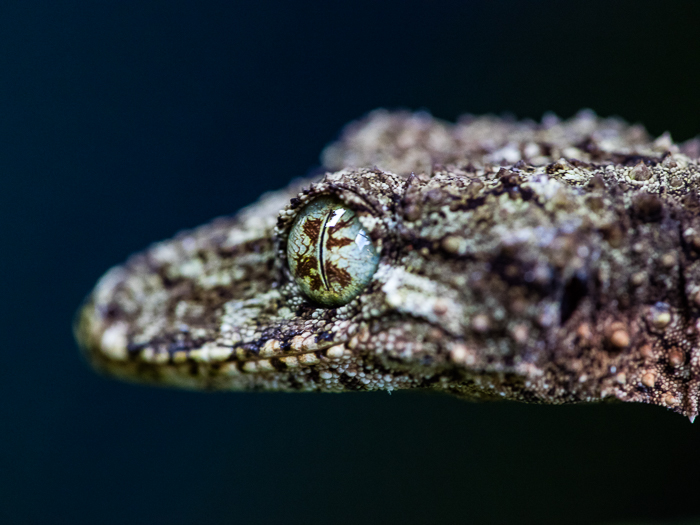 SE - F 09295 Leaf-tailed Gecko