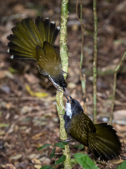 SE - F 09703 Whipbird