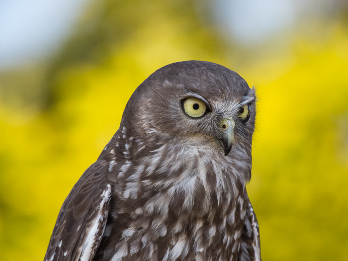 CA - F 08981 Barking Owl