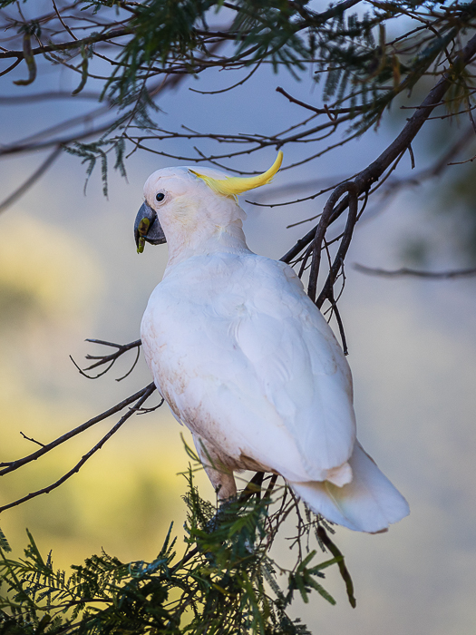 CA - F 15389 Cockatoo Grampian Mtns