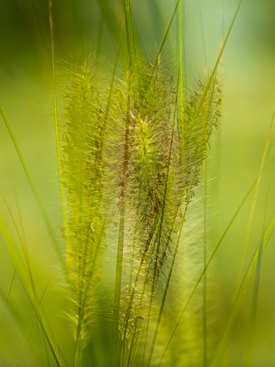 SE - L 71709 Grass Mapleton