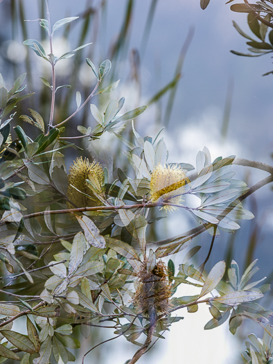 CA - L 66567 Angourie Bottlebrush