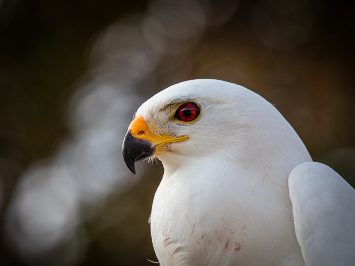 SE - F 09122 Goshawk