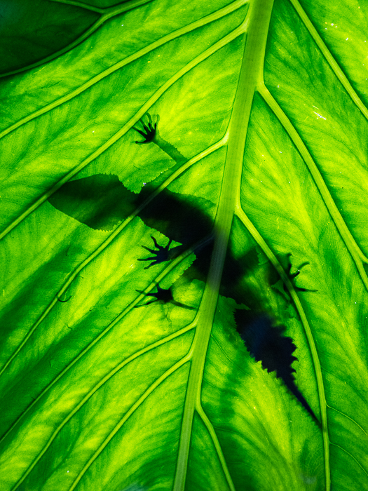 SE - F 09283 Leaf-tailed Gecko