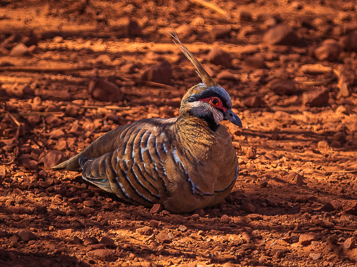 SE - F 13553 Spinifex Pidgeon Pilbara