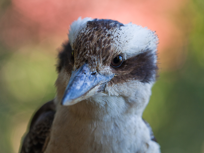 SE - F 02471 Kookaburra