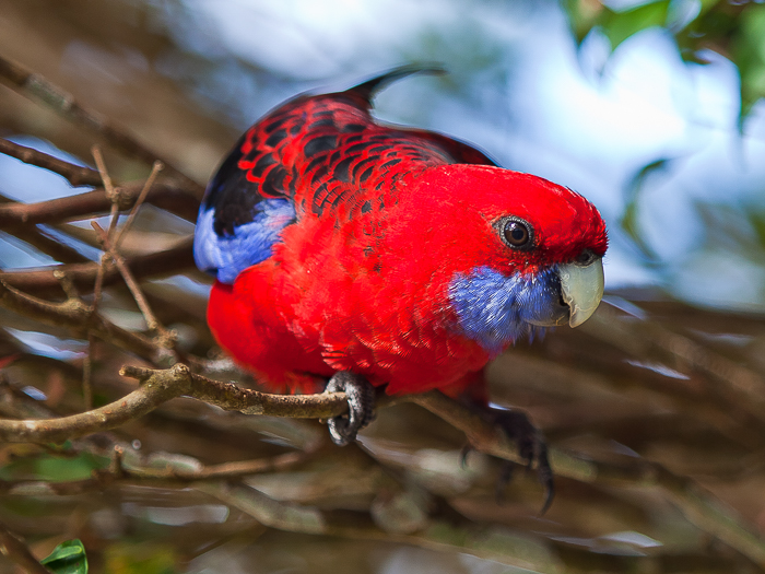 SE - F 02926 Crimson Rosella