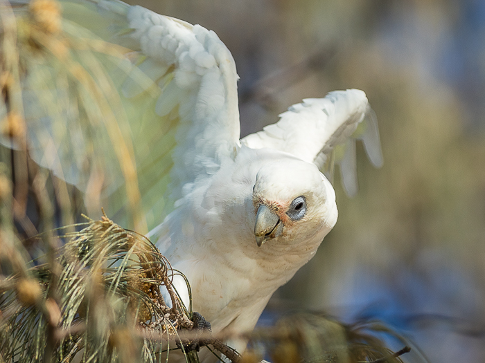 CA - F 12676 Cockatoo