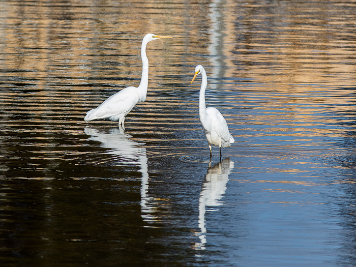 CA - F 09900 Great Egret Port Fairy