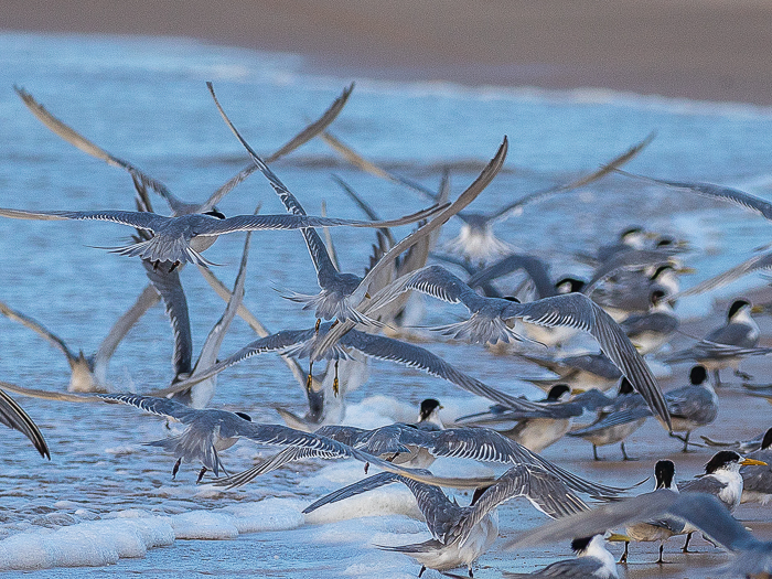 SE - F 11347 Crested Tern