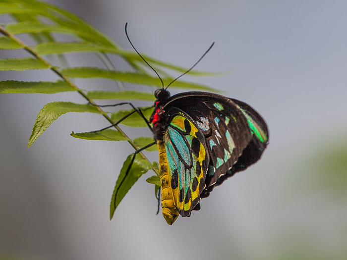 SE - F 05445 Butterfly Cairns Birdwing