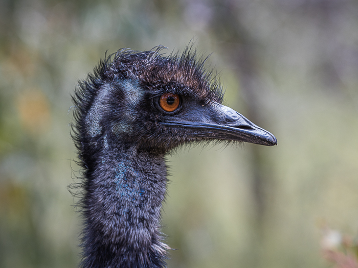 SE - F 15565 Emu Grampian Mtns