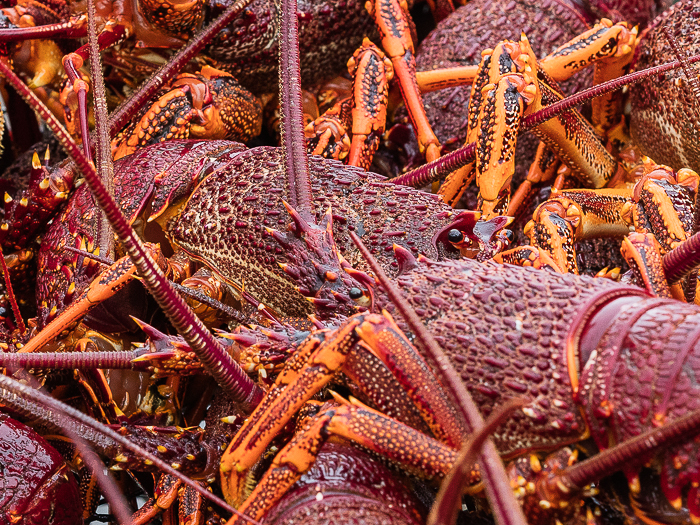 CA - F 07401 Crayfish King Island
