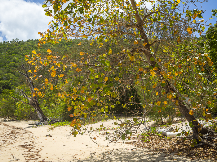 CA - L 54747 Orpheus Island