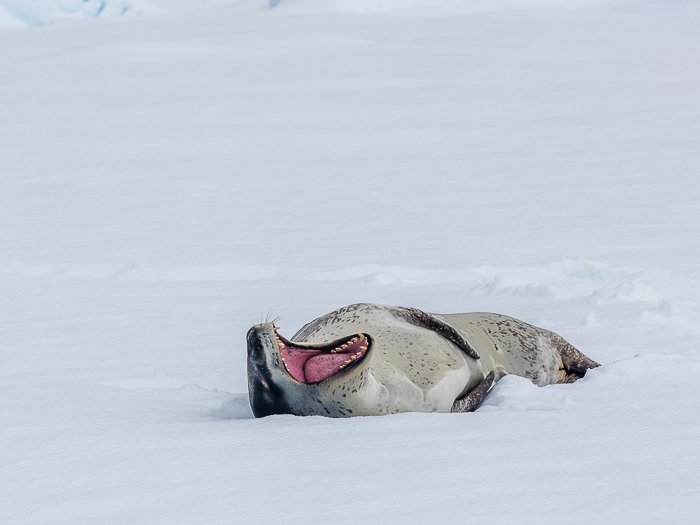 SE - F 10258 Leopard Seal Antartica