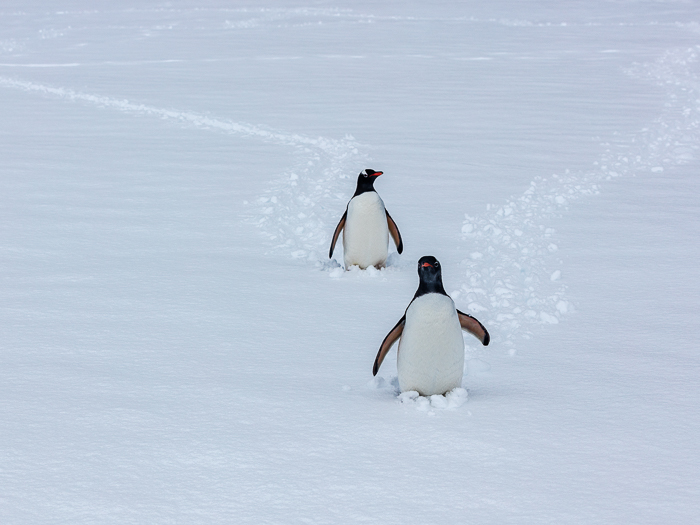 SE - F 10087 Gentoo Penguin Antartica