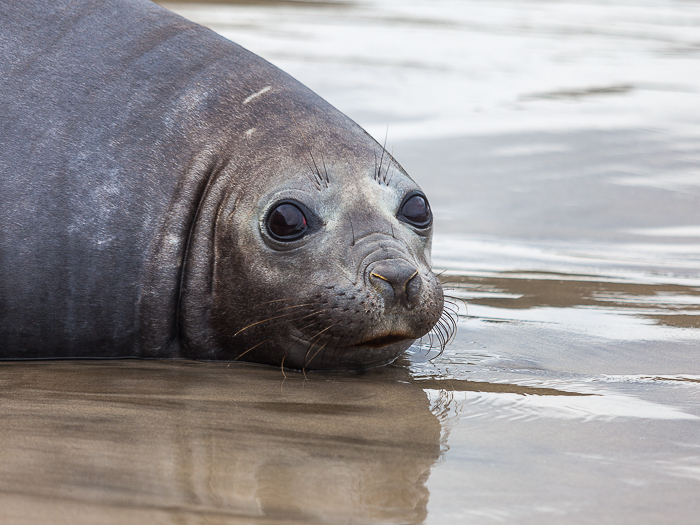 SE - F 05284 Fur Seal