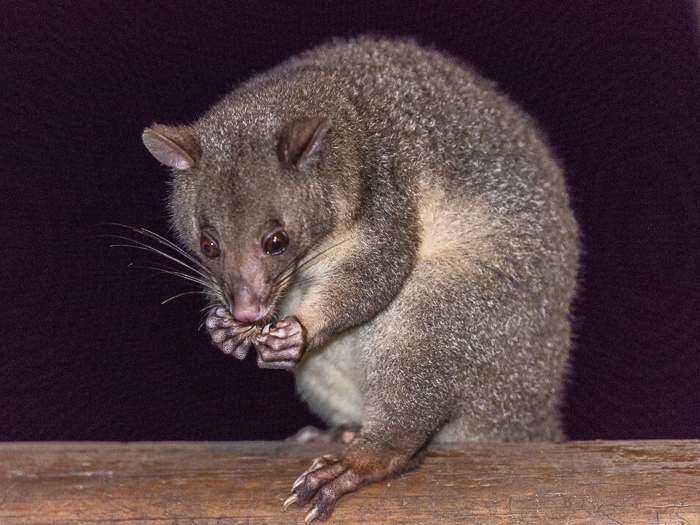 CA - F 12561 Possum Secrets on the Lake