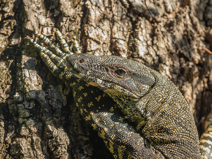 CA - F 12979 Goanna - Secrets on the Lake