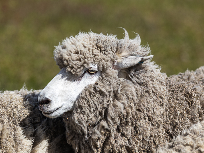 CA - F 10966 Sheep Patagonia